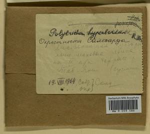 Polytrichum hyperboreum R. Br., Гербарий мохообразных, Мхи - Западная Сибирь (включая Алтай) (B15) (Россия)
