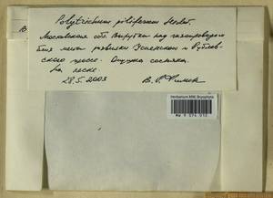 Polytrichum piliferum Hedw., Гербарий мохообразных, Мхи - Москва и Московская область (B6a) (Россия)