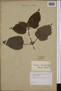 Lamium orvala L., Западная Европа (EUR) (Словения)