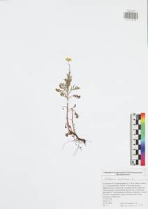 Cota tinctoria subsp. tinctoria, Восточная Европа, Центральный район (E4) (Россия)