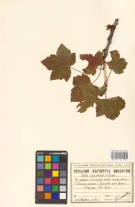 Ribes spicatum subsp. hispidulum (Jancz.) Hämet-Ahti, Восточная Европа, Восточный район (E10) (Россия)