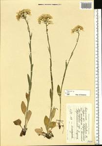 Пепельник оранжевый (Hoppe ex Willd.) Griseb. & Schenk, Восточная Европа, Северный район (E1) (Россия)