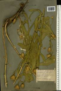 Centaurea glastifolia subsp. glastifolia, Восточная Европа, Восточный район (E10) (Россия)