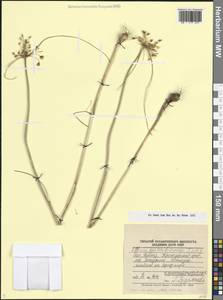 Лук крымский (Besser ex Rchb.) K.Richt., Кавказ, Черноморское побережье (от Новороссийска до Адлера) (K3) (Россия)