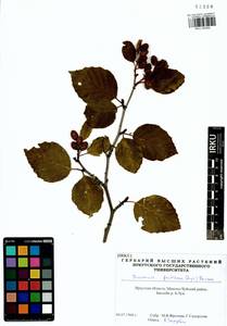 Ольховник кустарниковый, Ольха кустарниковая (Rupr.) Raus, Сибирь, Прибайкалье и Забайкалье (S4) (Россия)