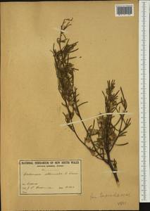 Dodonaea viscosa subsp. angustissima (DC.) J. West, Австралия и Океания (AUSTR) (Австралия)