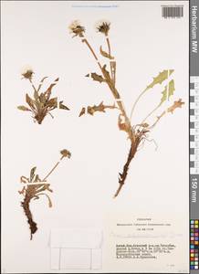 Crepis chrysantha subsp. chrysantha, Сибирь, Алтай и Саяны (S2) (Россия)
