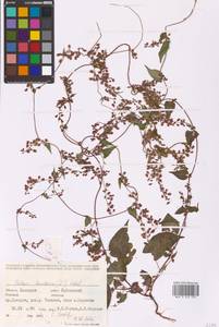 Гречишка кустарниковая (L.) Holub, Восточная Европа, Восточный район (E10) (Россия)