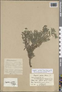 Липучка поникшая (Lehm.) Menyh., Восточная Европа, Нижневолжский район (E9) (Россия)