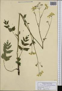 Бедренец большой (L.) Huds., Западная Европа (EUR) (Словения)