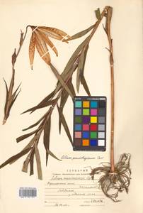 Lilium leichtlinii subsp. maximowiczii (Regel) J.Compton, Сибирь, Дальний Восток (S6) (Россия)