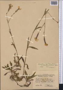 Гвоздика пышная L., Средняя Азия и Казахстан, Западный Тянь-Шань и Каратау (M3) (Узбекистан)