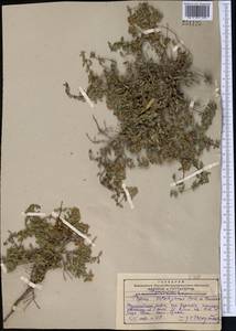 Чабрец Кочи Boiss. & Hohen., Средняя Азия и Казахстан, Западный Тянь-Шань и Каратау (M3) (Казахстан)