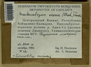 Paraleucobryum enerve (Thed.) Loeske, Гербарий мохообразных, Мхи - Северный Кавказ и Предкавказье (B12) (Россия)