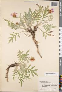 Псефеллюс Маршалла (Spreng.) K.Koch, Восточная Европа, Центральный лесостепной район (E6) (Россия)