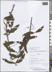 Пауллиния перистая L., Америка (AMER) (Парагвай)