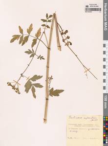 Pastinaca sativa var. sylvestris (Mill.) Mérat, Сибирь, Дальний Восток (S6) (Россия)