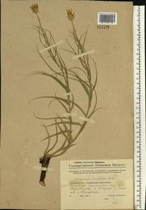 Gelasia ensifolia (M. Bieb.) Zaika, Sukhor. & N. Kilian, Восточная Европа, Восточный район (E10) (Россия)
