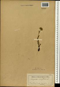 Мелколепестник шерстисточашечковый (Ledeb.) F. Vierh., Монголия (MONG) (Монголия)
