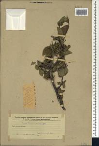 Слива колючая, Терн L., Кавказ, Азербайджан (K6) (Азербайджан)