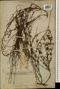 Scrophularia variegata subsp. cinerascens (Boiss.) Grau, Кавказ, Азербайджан (K6) (Азербайджан)