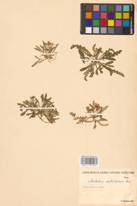 Новочеточник скрученный (Steph.) Hedge & J.Léonard, Восточная Европа, Нижневолжский район (E9) (Россия)