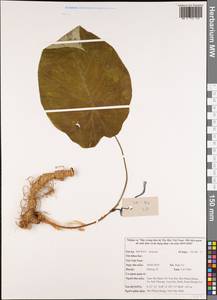 Araceae, Зарубежная Азия (ASIA) (Вьетнам)