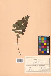 Леспедеца двуцветная Turcz., Сибирь, Дальний Восток (S6) (Россия)