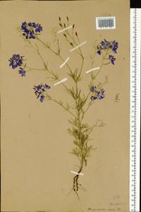 Delphinium consolida subsp. consolida, Восточная Европа, Центральный лесостепной район (E6) (Россия)