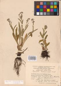 MHA 0 153 458, Myosotis alpestris subsp. suaveolens (Waldst. & Kit. ex Willd.) Strid, Восточная Европа, Восточный район (E10) (Россия)