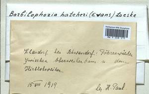 Barbilophozia hatcheri (A. Evans) Loeske, Гербарий мохообразных, Мхи - Западная Европа (BEu) (Германия)