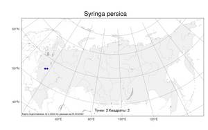 Syringa persica, Сирень персидская L., Атлас флоры России (FLORUS) (Россия)