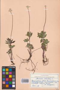 Ветреница лесная L., Восточная Европа, Восточный район (E10) (Россия)