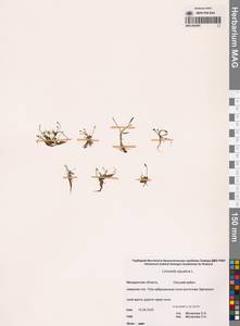 Лужница водяная L., Сибирь, Чукотка и Камчатка (S7) (Россия)