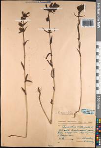 Rhinanthus serotinus var. vernalis (N. W. Zinger) Janch., Сибирь, Прибайкалье и Забайкалье (S4) (Россия)