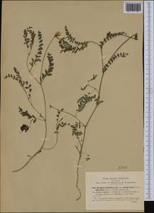 Astragalus hypoglottis subsp. gremlii (Burnat) Greuter & Burdet, Западная Европа (EUR) (Италия)