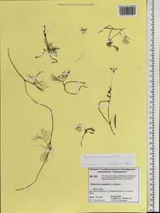 Ranunculus mongolicus (Krylov) Serg., Сибирь, Центральная Сибирь (S3) (Россия)