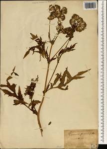 Gynura japonica (Thunb.) Juel, Зарубежная Азия (ASIA) (Япония)