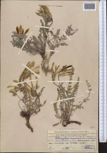 Астрагал крупнолепестковый Schrenk, Средняя Азия и Казахстан, Западный Тянь-Шань и Каратау (M3) (Казахстан)