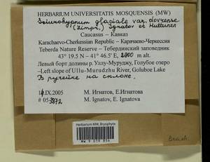 Sciuro-hypnum dovrense (Limpr.) Draper & Hedenäs, Гербарий мохообразных, Мхи - Северный Кавказ и Предкавказье (B12) (Россия)