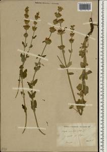 Nepeta italica subsp. italica, Зарубежная Азия (ASIA) (Турция)