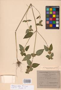 MHA 0 154 242, Пикульник двунадрезанный, Жабрей Boenn., Восточная Европа, Северо-Западный район (E2) (Россия)