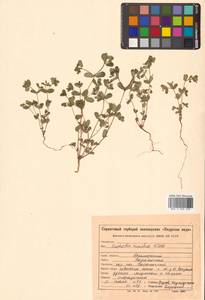 Молочай приземистый Willd., Сибирь, Дальний Восток (S6) (Россия)