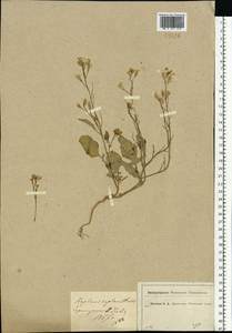 Редька дикая, Редька полевая L., Восточная Европа, Московская область и Москва (E4a) (Россия)