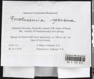 Forsstroemia yezoana (Besch.) S. Olsson, Enroth & D. Quandt, Гербарий мохообразных, Мхи - Дальний Восток (без Чукотки и Камчатки) (B20) (Россия)