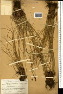 Carex deasyi (C.B.Clarke) O.Yano & S.R.Zhang, Кавказ, Армения (K5) (Армения)