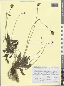 Leontodon hispidus subsp. danubialis (Jacq.) Simonk., Кавказ, Грузия (K4) (Грузия)