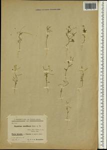 Ianhedgea minutiflora subsp. minutiflora, Зарубежная Азия (ASIA) (Иран)