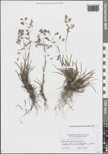 Мятлик шерстистый Scribn. & Merr., Сибирь, Чукотка и Камчатка (S7) (Россия)