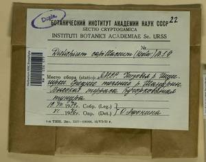 Distichium capillaceum (Hedw.) Bruch & Schimp., Гербарий мохообразных, Мхи - Якутия (B19) (Россия)